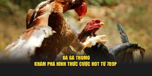 Đá Gà Thomo - Khám Phá Hình Thức Cược Hot Từ 789P