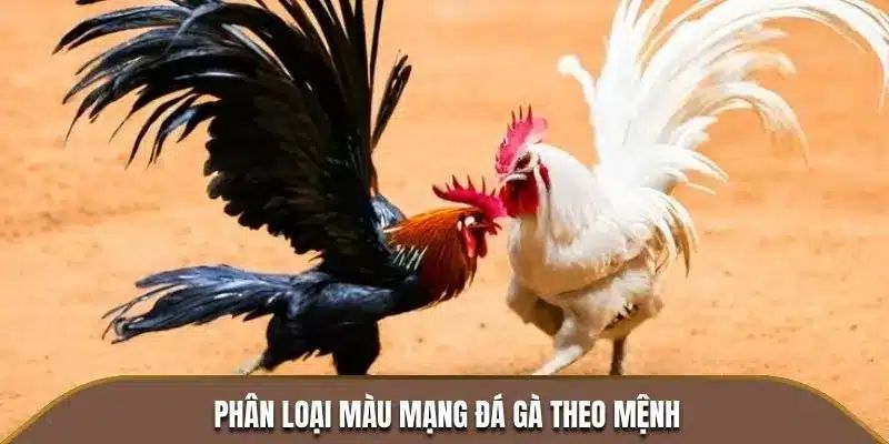 Bật mí một số màu mệnh gà đá người chơi cần biết