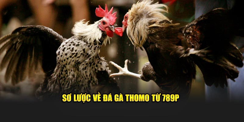 Tổng quan về đá gà Thomo từ 789P