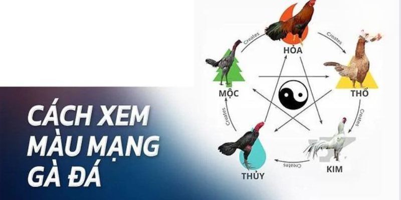 Lợi ích tuyệt vời nếu xem màu mạng gà đá trước khi chọn